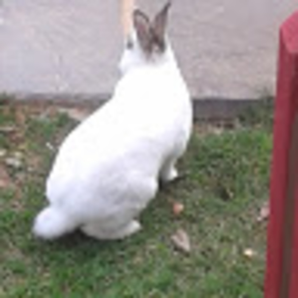 Meet your Posher, Mary